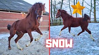 Rising Star gets to play in the snow  Pucky shake  Friesian Horses [upl. by Alracal]