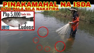 PINILIT NAMING HULIHIN ANG PINAKAMAHAL NA ISDANG LUDONG O PRESIDENT FISH 5K TO 6K PER KILO [upl. by Adella48]