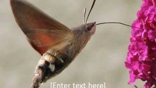 Hummingbird Hawk Moth [upl. by Huttan]