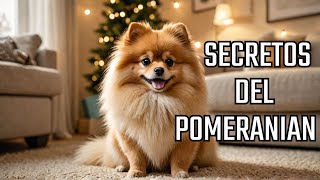 Porque SI Tener un POMERANIA [upl. by Attenoj]