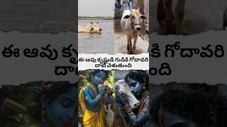 cow crosses the Godavari to the temple of Krishnashortsfeed hanumangod avtelugutalks [upl. by Annairb783]