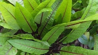 Growing More Perennial Vegetables and Herbs [upl. by Jillane]