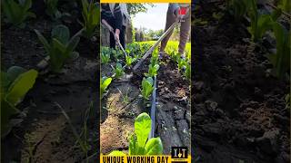 Unique Working Day 205  lactuca sativa var longifolia shorts farming satisfying [upl. by Leaper]