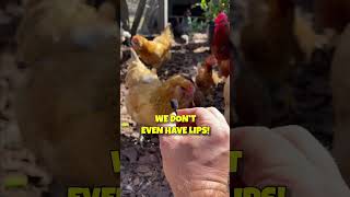 I Interviewed Chickens About The Egg Crisis shorts [upl. by Anurag552]