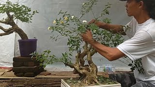 tips dan proses pembentukan awal bonsai lantana [upl. by Paddie68]