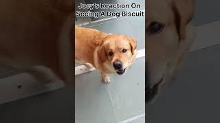 Joeys Reaction On Seeing A Biscuit labradoretriever cutedogs [upl. by Sholley652]