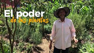 ¡LOS OLORES DEL BOSQUE en Tu Hogar Conoce MI HUERTA ¿Qué tal un Té con Carlos Rivera [upl. by Macur2]