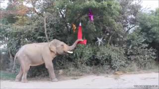 Mohans First Christmas At WSOS Elephant Conservation and Care Center [upl. by Yorled]