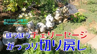 チェリーセージの秋前バッサリ切り戻し・今日もわんこは園芸と [upl. by Siulegroj]