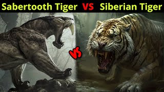 क्या होगा जब भिड़ेंगे दो महाभयंकर शेर  Sabertooth Tiger vs Siberian Tiger [upl. by Vaclava]