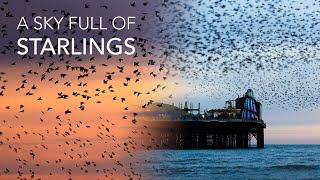 Stunning Starling Murmuration in Brighton UK  Wildlife Photography Vlog With the Canon R6 Mark II [upl. by Dulcine701]