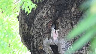 Hornbill chicks leaving nest [upl. by Ynnal472]