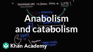 Overview of metabolism Anabolism and catabolism  Biomolecules  MCAT  Khan Academy [upl. by Ahsinit]