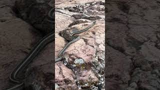 garter snake [upl. by Borman]