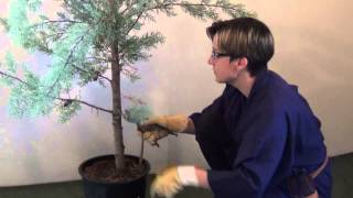 Basics of Japanese pruning  niwaki [upl. by Awhsoj374]