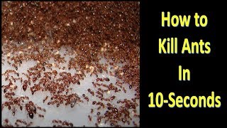 Without Poison and Without Ants Killer How to Kill Ants in 10Seconds  With Proof [upl. by Areik628]