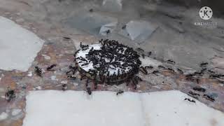 Is Borax Effective vs ANTS ROACHES amp TERMITES as a Pest Killer Part 2 of 2 [upl. by Orrin]