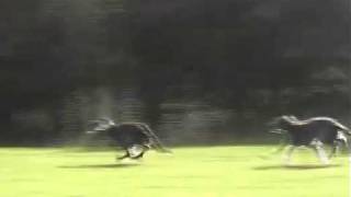 Deerhound Lure Coursing on Fire Hill Perthshire Scotland [upl. by Merrel875]