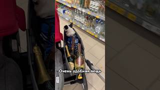 😂😂mrwhitedog chihua automobile chihrussia чихуахуа funny moetchandon mondoro bugaboo dog [upl. by Eitsirk]