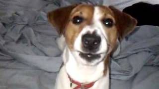 Jack Russell barking [upl. by Hayton]