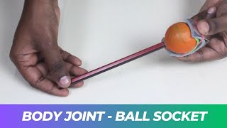 Body Joint  Ball Socket  ThinkTac [upl. by Eido910]