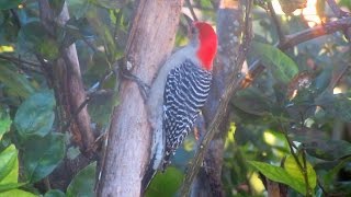 Red Bellied Woodpecker Calling and Drumming [upl. by Regdor]