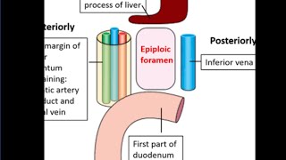 Epiploic foramen [upl. by Chenee]