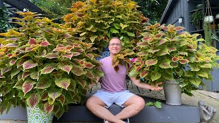 The BEST Coleus line EVER  Tips on Growing STUNNING and HUGE plants [upl. by Riaj]