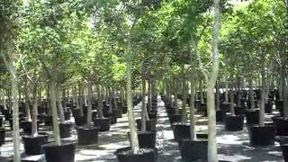 Gumbo Limbo Trees  Bursera simaruba south florida  7862552832  We Deliver [upl. by Odrawde]