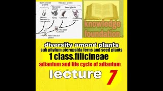 subphylum pteropsidaclass filicineaeadiantumlife cycle of adiantumdiversity among plants [upl. by Ala169]