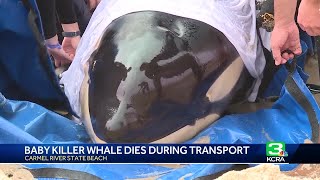 Baby orca dies after beaching at California beach [upl. by Lyrehc]