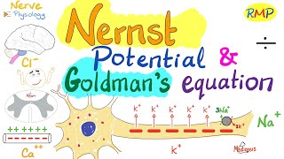 Nernst Potential and Goldmans Equation  Nerve Physiology [upl. by Sarina]