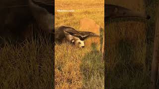 Male ant eater carrying its family🐾❤️ ant eater 🦡  WILDLIFE video wildlife travel [upl. by Hilton]