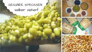 Sprossen selbst ziehen wichtige Infos  Anleitung zum Keimen [upl. by Cirad]