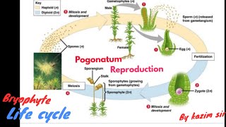 Pogonatum bsc botany first year paper first full life cycle sexual Reproduction by kazim sir [upl. by Ynnavoeg]