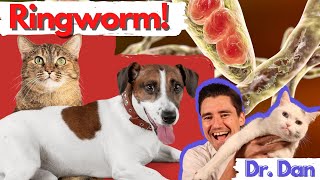 Dog and Cat Ringworm Veterinarian explains symptoms diagnosis and treatment of ringworm [upl. by Akemyt120]