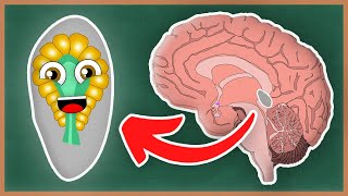 What Is The Pineal Gland and the Endocrine System  How The Human Body Works [upl. by Eberhart]