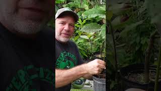 How to prune your avocado seedling [upl. by Charmian463]