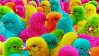 Catch Cute Chickens Colorful Chickens Rainbow Chickens Rabbits Cute CatsDucksAnimals Cute [upl. by Nuahsyd495]