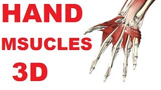 Muscles of the Hand  Hand Anatomy Medial Volar Muscles 33 [upl. by Ellehctim863]