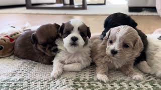 Our Shichon Puppies at 3 weeks StonyRidge Puppy Winter Litters [upl. by Rannug150]