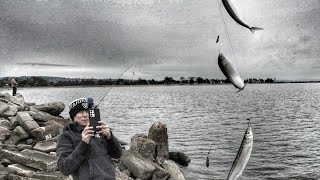 Catching Jacksmelt from the bank at Alameda Crab Cove [upl. by Yrrag72]