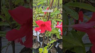 Mandevilla Plant Wholesale Market and full Tips of care flower plants care buy [upl. by Ad]