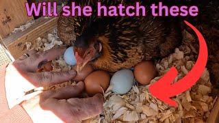 How we get our eggs hatched without an incubator Prepping for chicks [upl. by Alliuqaj]