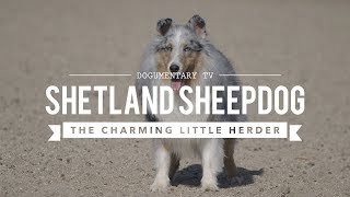 ALL ABOUT HERDING SHETLAND SHEEPDOGS [upl. by Arykahs174]