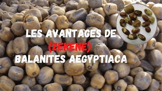 Les Avantages de zekene Balanites Aegyptiaca [upl. by Noe98]