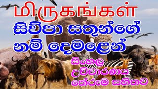 සිව්පා සතුන්ගේ නම් දෙමලෙන්  TAMIL LIFE [upl. by Horatio]