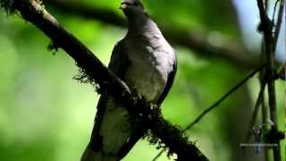 Bandtailed Pigeon [upl. by Iruahs]