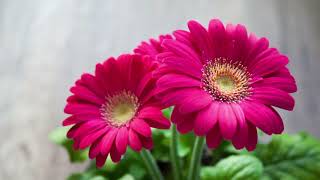 Top most beautiful Gerbera Daisy Flowers in the World  Beautiful Gerbera [upl. by Tryck]