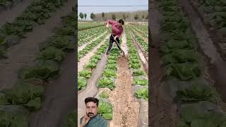 Smart watering method vegetable farmland satisfying short [upl. by Ardnuek]